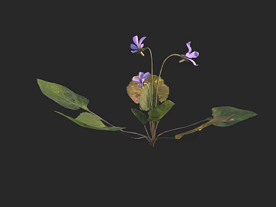Fresh Blooming Purple Flowers With Green Leaves On Black Background 3d model