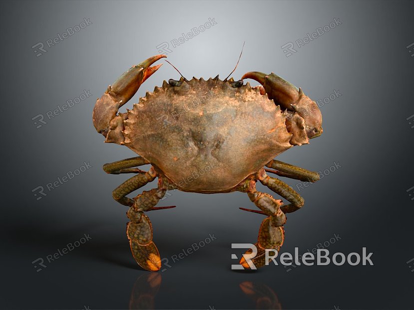 crab sea crab river crab hairy crab bread crab hermit crab big crab small crab marine animal fish model