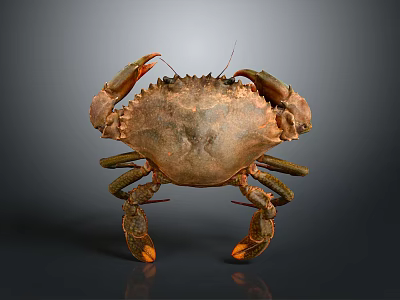 Brown Crab With Large Claws Isolated On Dark Background Showing Detailed Texture And Reflection 3d model