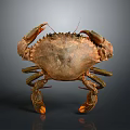 Brown Crab With Large Claws Isolated On Dark Background Showing Detailed Texture And Reflection