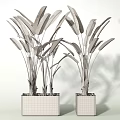 Lush Tropical Potted Plants Featuring Large Green Leaves In Square Black Pots