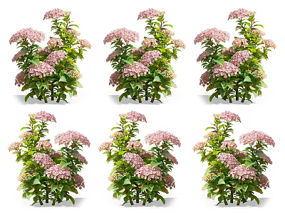 Pink Hydrangea Bushes with Green Leaves and Pink Flowers for Garden Landscaping 3d model