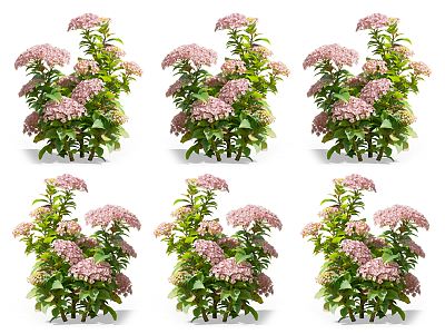 Modern Hydrangea Flowers 3d model