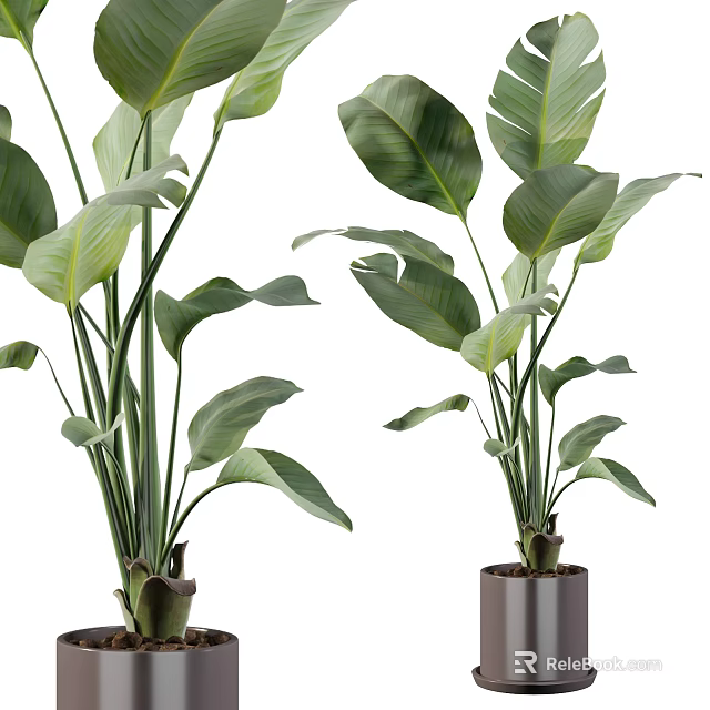 Lush Potted Plants With Large Green Leaves For Indoor Home Decoration 3d model 