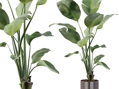 Lush Potted Plants With Large Green Leaves For Indoor Home Decoration 3d model