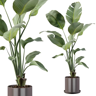 Lush Potted Plants With Large Green Leaves For Indoor Home Decoration 3d model