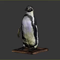 Realistic Mounted Taxidermy Penguin Standing In Natural Posture On Polished Wooden Base
