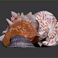 Marine Shellfish With Colorful Pink Orange Purple Shells In Various Shapes On Gray Background