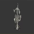 Animal Skeleton Display With Detailed Anatomical Structure And Curved Horns