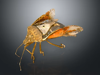 Detailed Brown And Orange Insect With Transparent Wings And Body On Dark Background 3d model