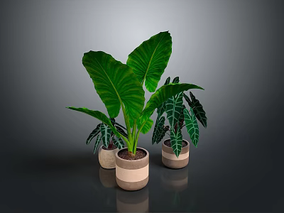 Indoor Decorative Plants With Large Green Leaves And Variegated Foliage In Ceramic Pots 3d model