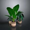 Indoor Decorative Plants With Large Green Leaves And Variegated Foliage In Ceramic Pots