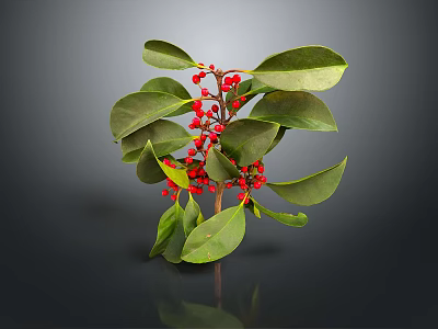 Vibrant Green Leaves And Red Berries Plant On Dark Reflective Background 3d model
