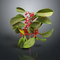 Vibrant Green Leaves And Red Berries Plant On Dark Reflective Background