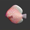 Vibrant Red And Green Discus Fish With White Spots Colorful Aquatic Animal