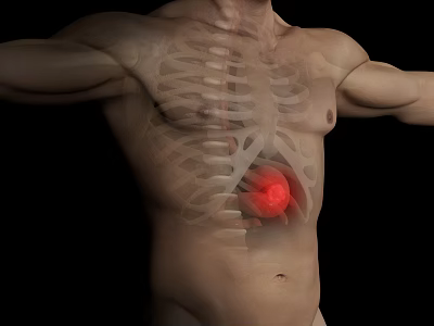 Medical Device For 3D Visualization Of Human Torso Skeletal Structure With Stomach Highlight 3d model