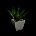 Indoor Decorative Aloe Vera Plant With Green Leaves And White Stripes In Square Gray Pot