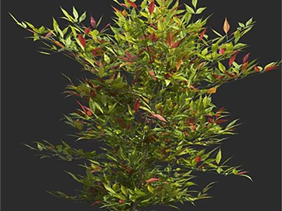 Vibrant Garden Shrub With Green And Red Leaves For Landscaping Design 3d model