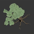 Unique Tree Plant With Exposed Roots Twisted Trunk Green Leaves And Small Red Berries