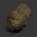 Trilobite Ancient Marine Animal Fossilized Remains With Segmented Exoskeleton Isolated On Dark Background