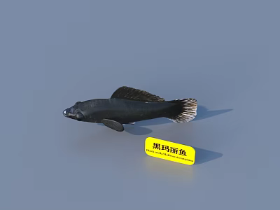 Black Molly Fish Freshwater Aquarium Species With Black Coloration And Streamlined Body Shape 3d model