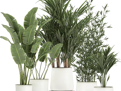 Indoor Green Plant Ornament Set With White Ceramic Pots And Various Leafy Plants 3d model