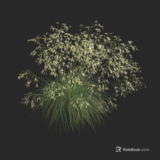 Lush Ornamental Grass With Green Foliage And White Feathery Blooms 3d model 
