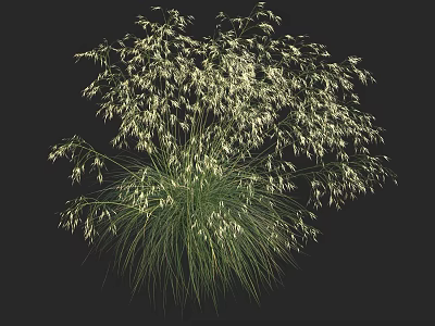 Lush Ornamental Grass With Green Foliage And White Feathery Blooms 3d model