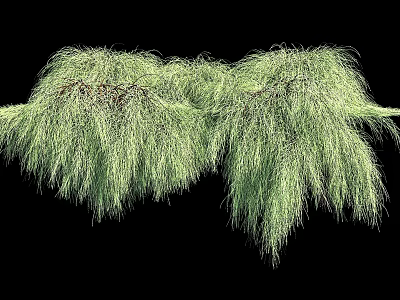 Green Hanging Basket Plants With Trailing Foliage On Black Background 3d model