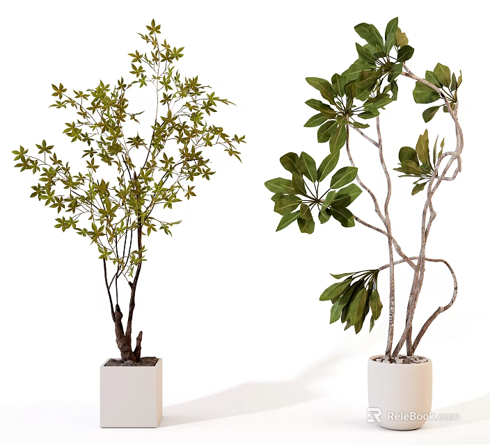 Bonsai Potted Plants in White Planters with Green Foliage and Unique Branches 3d model 