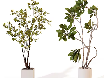 Bonsai Potted Plants in White Planters with Green Foliage and Unique Branches 3d model