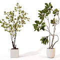 Bonsai Potted Plants in White Planters with Green Foliage and Unique Branches