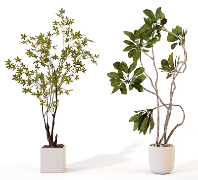 Bonsai Potted Plants in White Planters with Green Foliage and Unique Branches 3d model