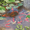 Lotus Flowers And Green Leaves In Pond With Colorful Koi Fish Swimming