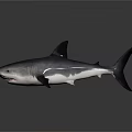 Realistic Gray Shark Model With Open Mouth Sharp Teeth And Dorsal Fin 3d model