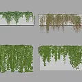 Different Varieties Of Hanging Green Vines On White Wall Mounted Shelves For Indoor Decor