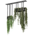 Lush Hanging Basket Plants With Trailing Green Vines And Indoor Decorative Accents