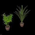 Bonsai Potted Plants With Lush Green Foliage In Terracotta Pots For Home Decor