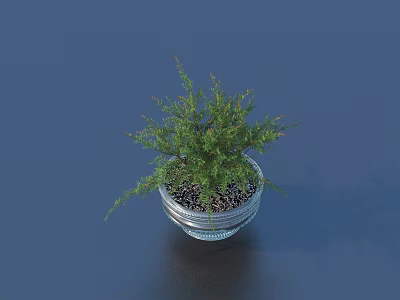 Bonsai Potted Plant in Silver Metal Pot with Green Lush Foliage on Dark Surface 3d model