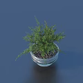 Bonsai Potted Plant in Silver Metal Pot with Green Lush Foliage on Dark Surface