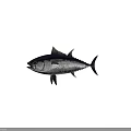 Tuna Fish With Silver And Blue Body Swimming In Deep Blue Background