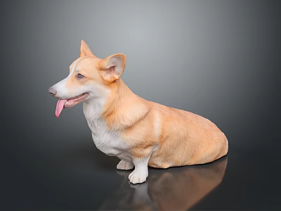 Corgi Dog Sitting With Tongue Out On Black Reflective Background Surface 3d model