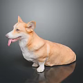 Corgi Dog Sitting With Tongue Out On Black Reflective Background Surface