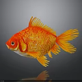 Red and Orange Goldfish with Yellow Fins and Tail on Gray Background and Clear Reflection