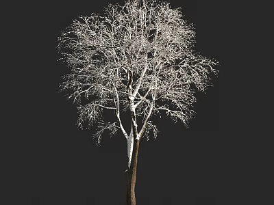 Isolated Leafless Tree With Brown Trunk And Bare Branches Against Black Background 3d model