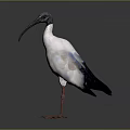 White Bird Standing With Long Curved Beak Red Legs And Black Wing Tips