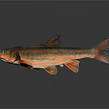 Vibrant Fish With Orange Red Stripes And Detailed Fins On Dark Reflective Surface
