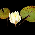 Yellow Lotus Flower With Green Leaves And Brown Spots On Black Background