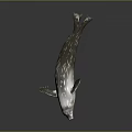 Silver Aquatic Animal Model With Streamlined Spotted Body And Dark Background Reflection