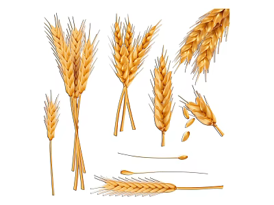 Different Wheat Ears And Grains With Stalks On White Background 3d model